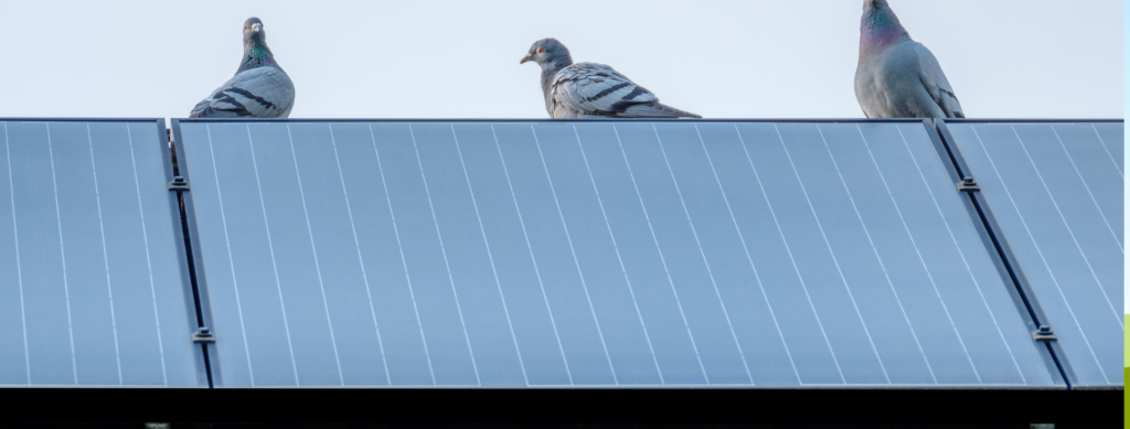 Solar Panel Bird Proofing Workshop