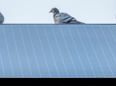 Solar Panel Bird Proofing Workshop