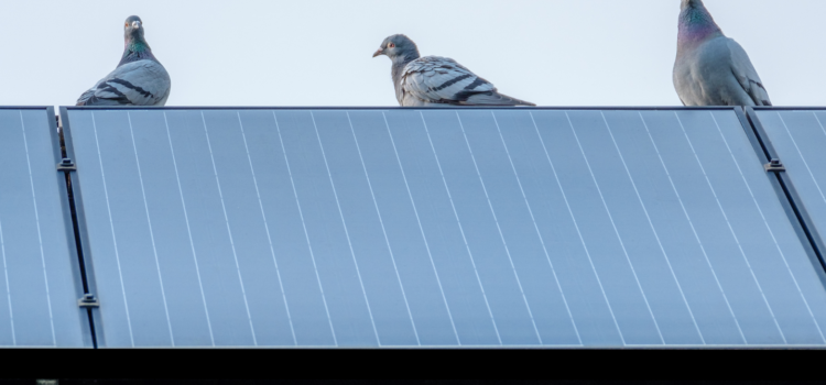Solar Panel Bird Proofing Workshop