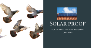Solar Panel Pigeon Proofing