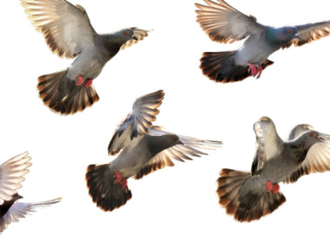 Solar Panel Pigeon Protection Wokshop