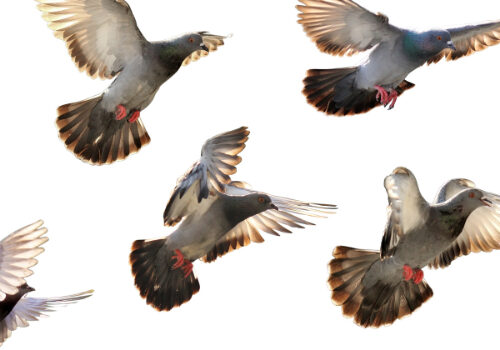 Solar Panel Pigeon Protection Wokshop